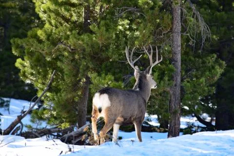 White Tail Deer Stock Photos