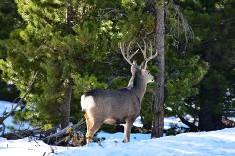 White Tail Deer Stock Photos