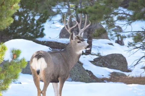 White Tail Deer Stock Photos
