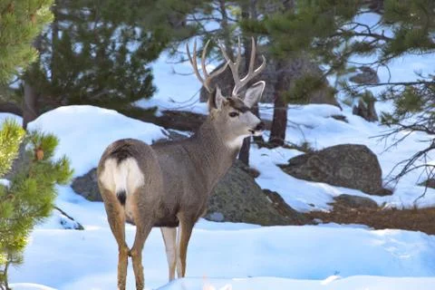 White Tail Deer Stock Photos