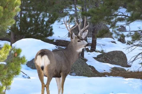 White Tail Deer Stock Photos