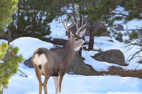 White Tail Deer Stock Photos