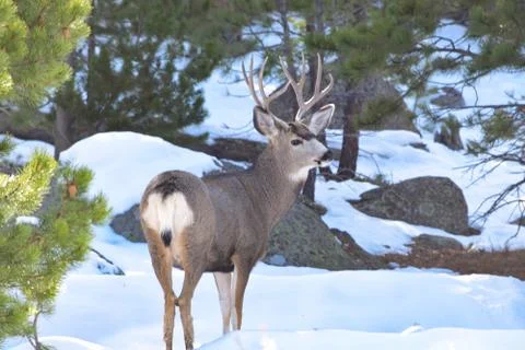 White Tail Deer Stock Photos