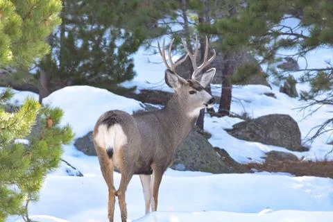 White Tail Deer Stock Photos