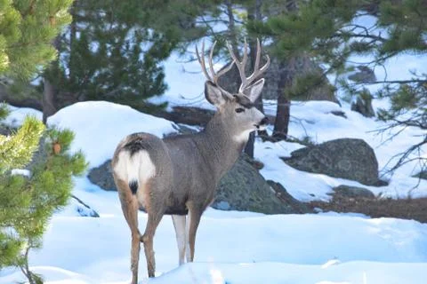 White Tail Deer Stock Photos