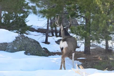 White Tail Deer Stock Photos