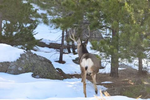 White Tail Deer Foto stock