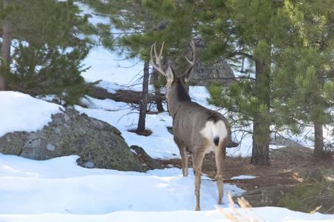 White Tail Deer Stock Photos