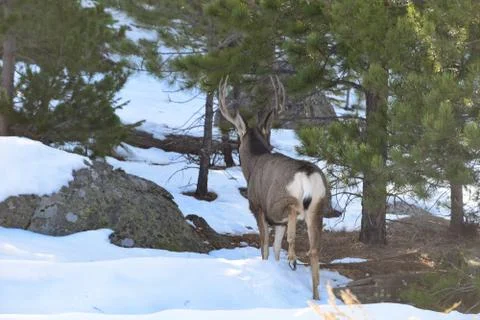 White Tail Deer Stock Photos