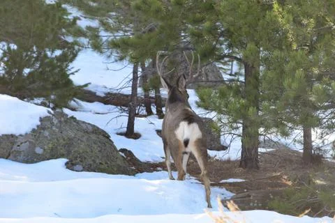 White Tail Deer Stock Photos
