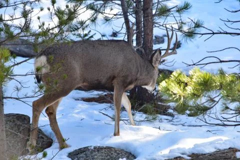 White Tail Deer Stock Photos