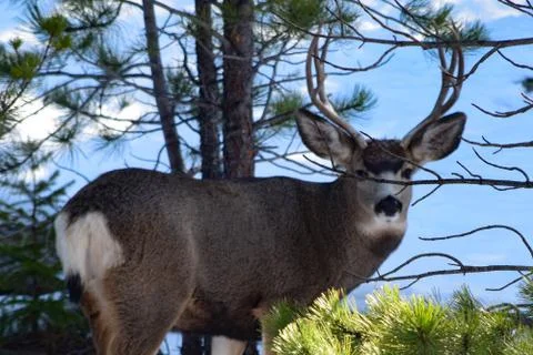 White Tail Deer Stock Photos
