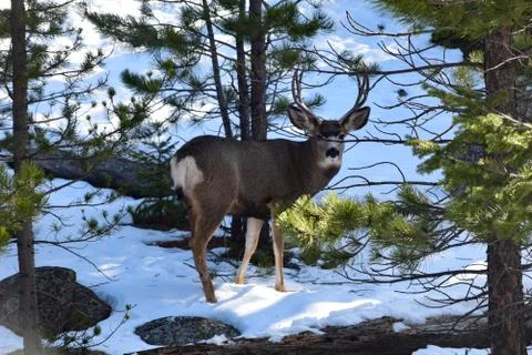 White Tail Deer Foto stock