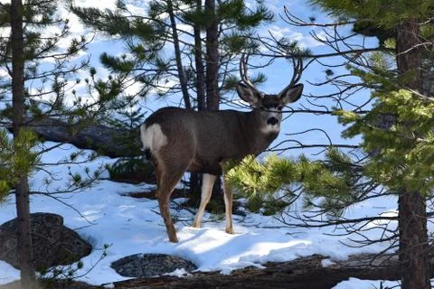 White Tail Deer Stock Photos