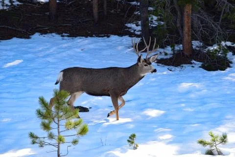 White Tail Deer Stock Photos