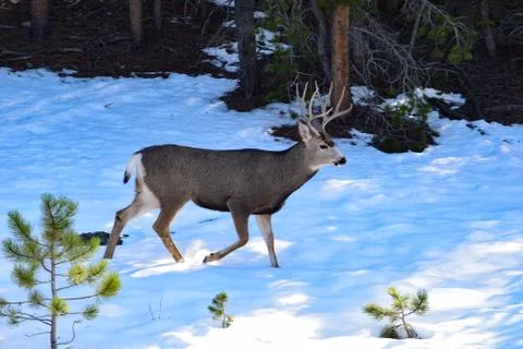 White Tail Deer Stock Photos