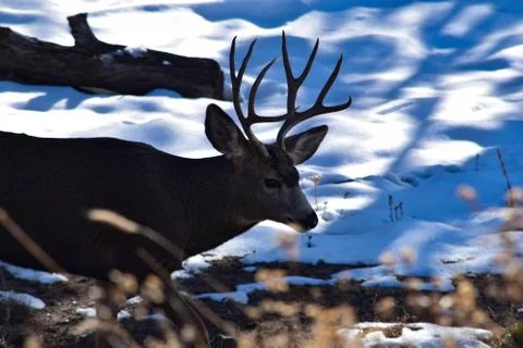 White Tail Deer Stock Photos