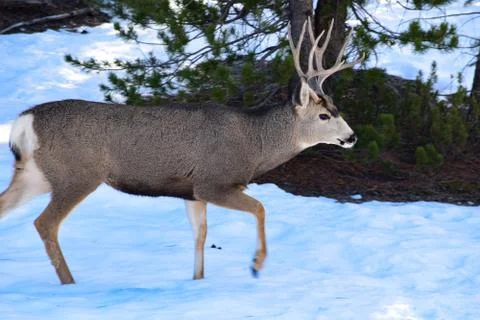 White Tail Deer Stock Photos