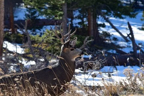 White Tail Deer Stock Photos