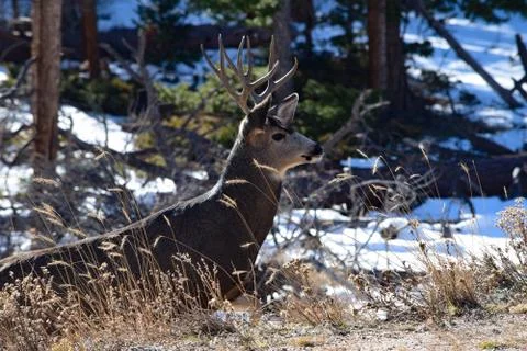 White Tail Deer Stock Photos