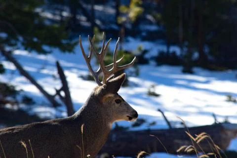 White Tail Deer Stock Photos