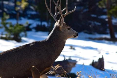 White Tail Deer Stock Photos