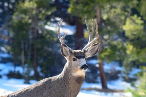 White Tail Deer Stock Photos