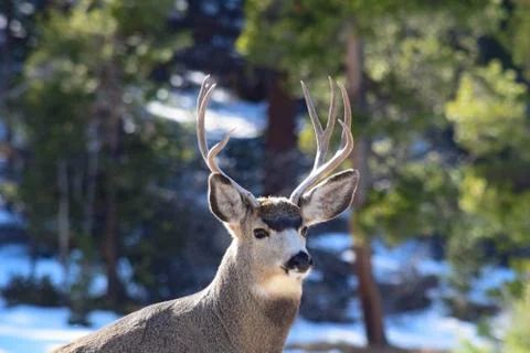White Tail Deer Stock Photos