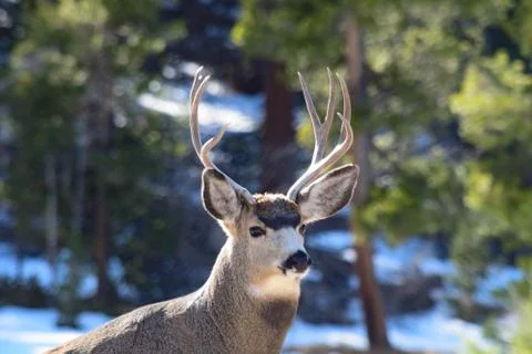 White Tail Deer Stock Photos