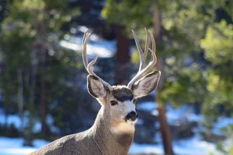 White Tail Deer Foto stock