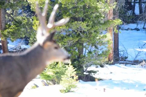 White Tail Deer Stock Photos