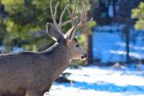 White Tail Deer Stock Photos