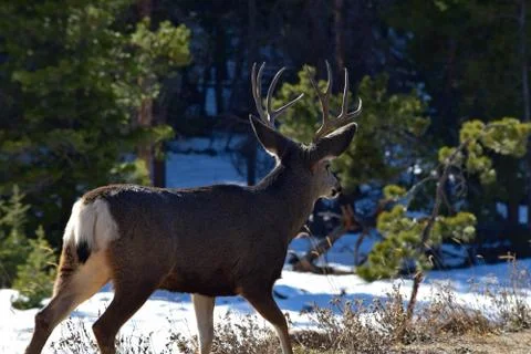 White Tail Deer Stock Photos