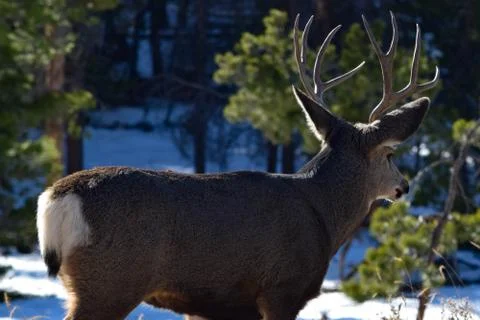 White Tail Deer Stock Photos