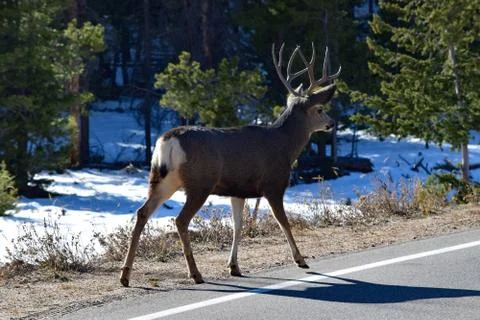 White Tail Deer Stock Photos
