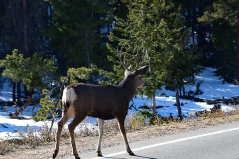 White Tail Deer Stock Photos
