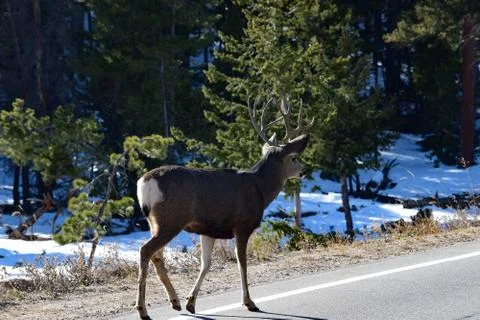 White Tail Deer Stock Photos