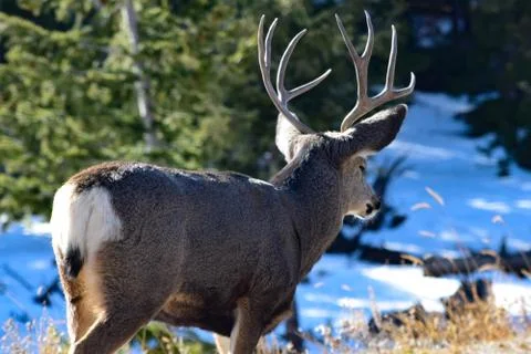 White Tail Deer Stock Photos