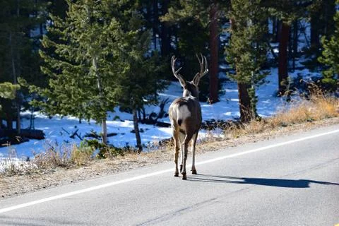 White Tail Deer Stock Photos