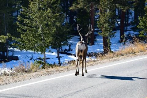 White Tail Deer Stock Photos