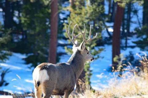 White Tail Deer Stock Photos