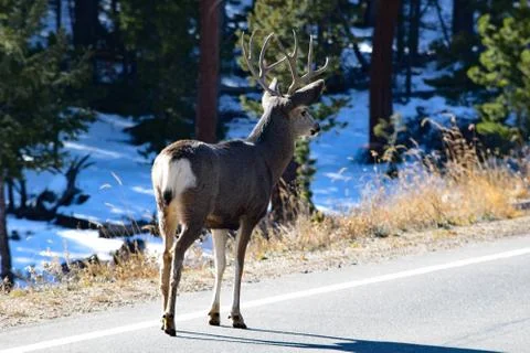 White Tail Deer Stock Photos