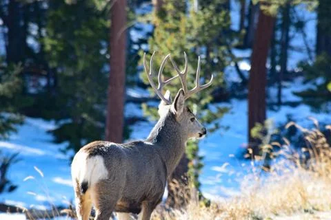 White Tail Deer Stock Photos