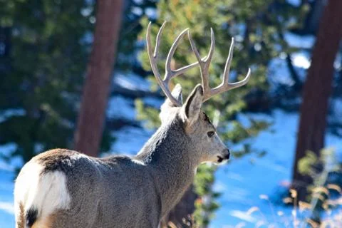 White Tail Deer Stock Photos