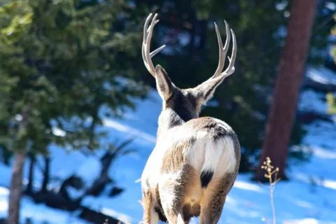 White Tail Deer Stock Photos