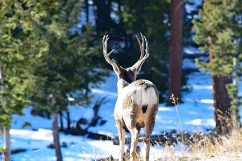 White Tail Deer Stock Photos