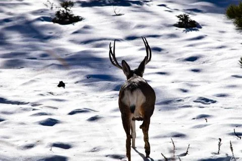 White Tail Deer Stock Photos