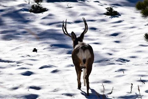 White Tail Deer Stock Photos