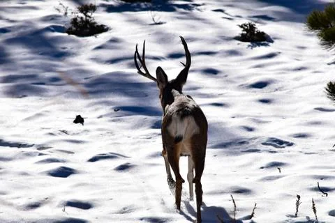 White Tail Deer Stock Photos