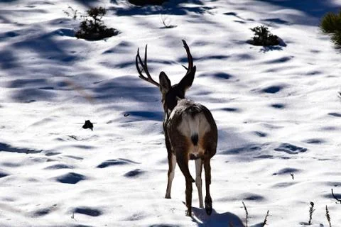 White Tail Deer Stock Photos